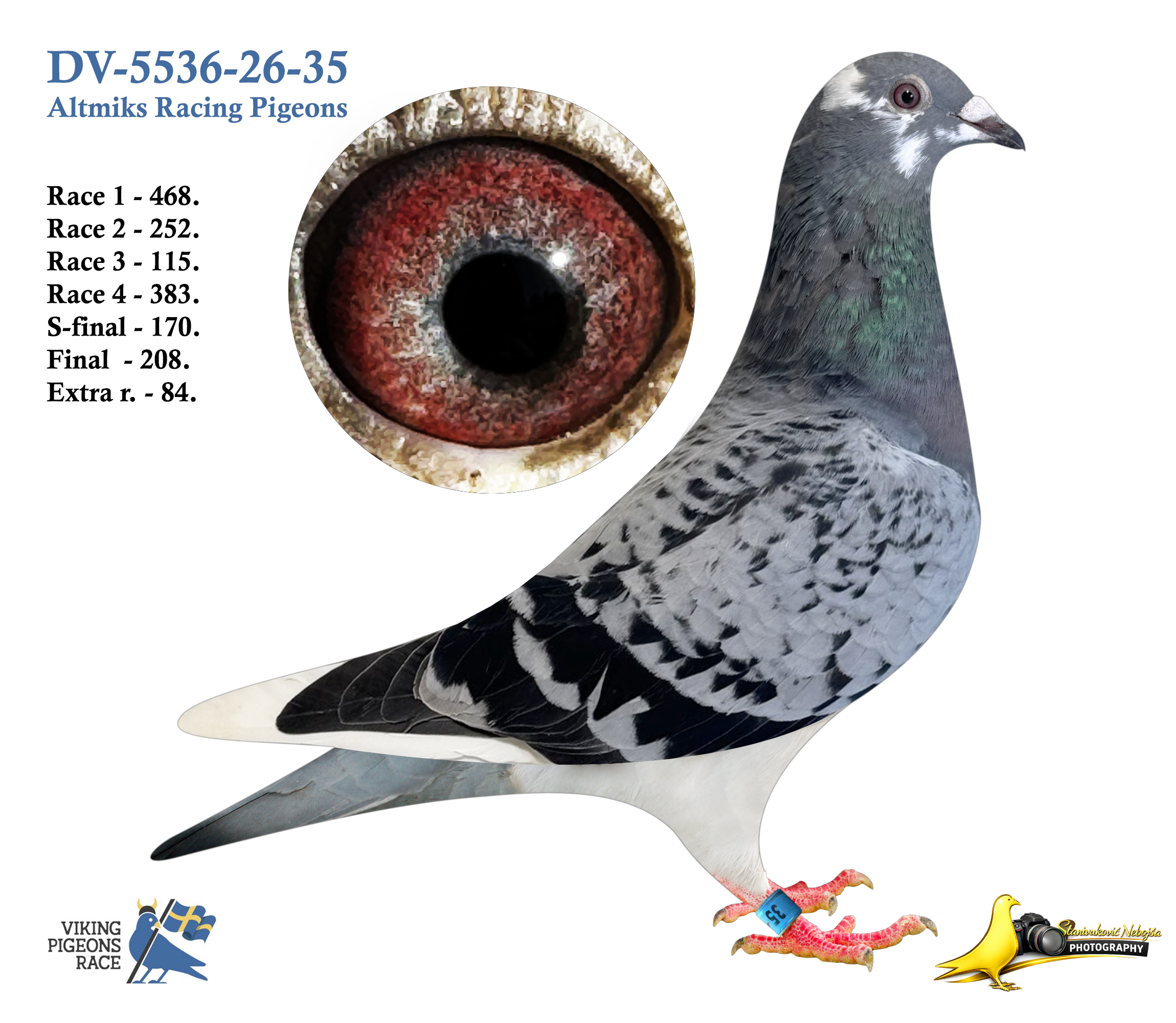 3.10    DV-5536-26-35   ♀︎   Altmiks Racing Pigeons