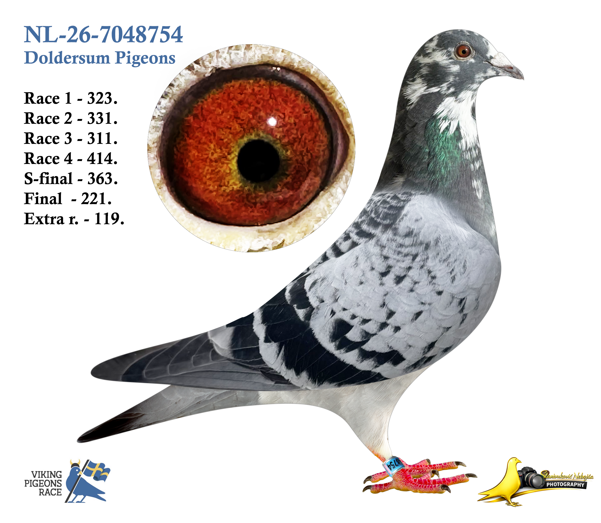 2.4   NL-26-7048754   ⚦   Doldersum Pigeons